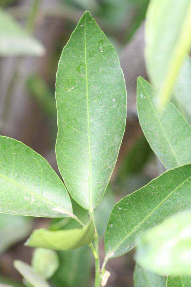              Unifoliolate leaf (Riverside, CA)       